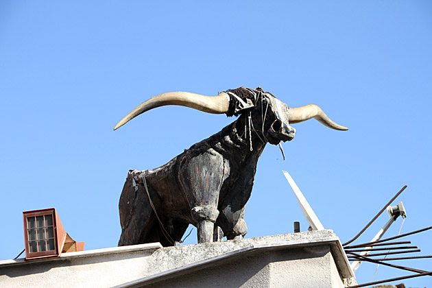 Italian Bull