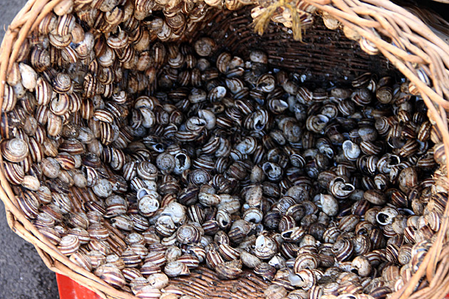 Snails Italy