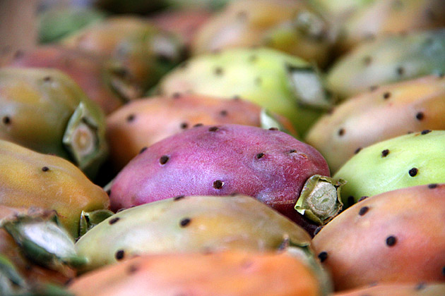 Read more about the article Prickly Cactus Fruit Wants to Hurt You (that’s just its nature)